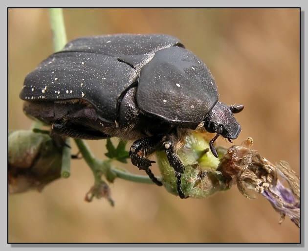 Protaetia morio (Cetoniidae)